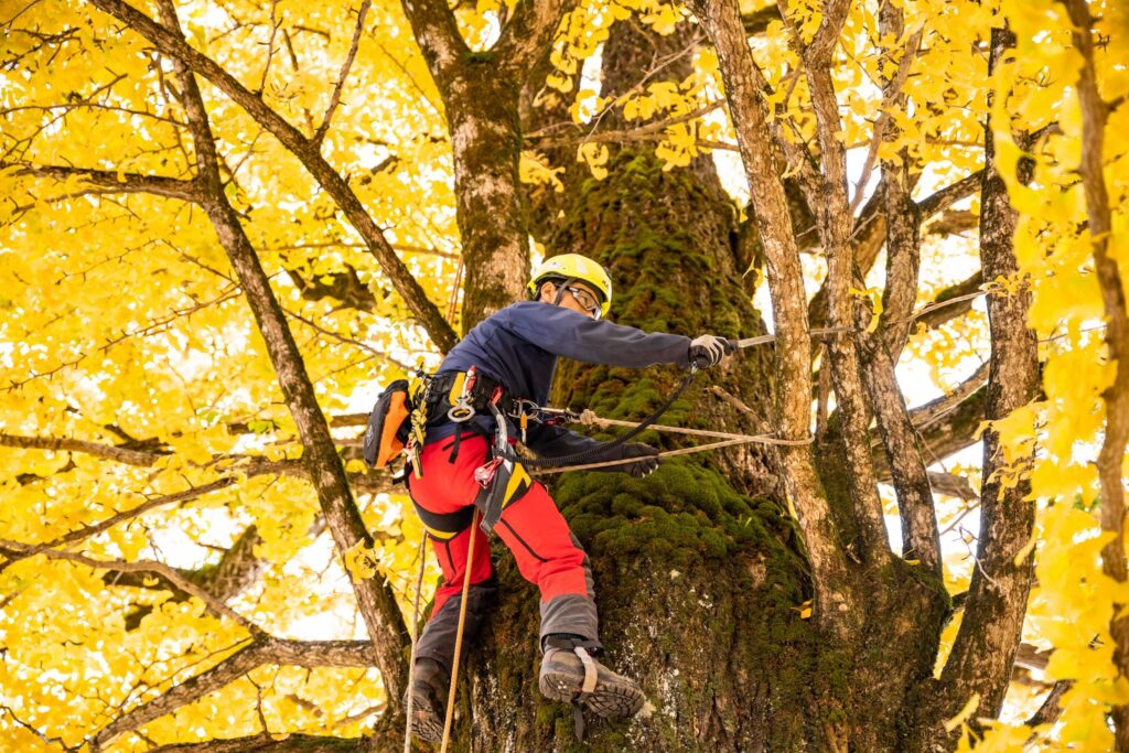 写真／イチョウの木の手入れをする社員。林業を通じ、地域の緑地保全にも貢献する＝中津川市付知町【2022.11.18岐阜新聞掲載】