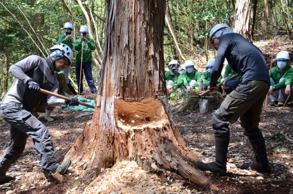 写真／伝統的な伐倒技法「三ツ緒伐り」（提供：付知土建）